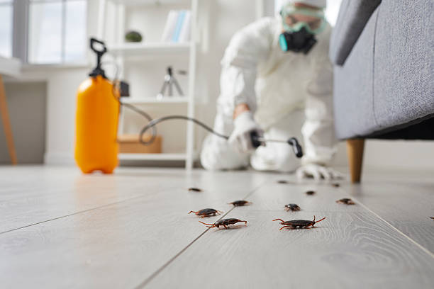 Commercial Kitchen Cockroach Control in Brook Park